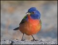 _7SB2796 painted bunting
